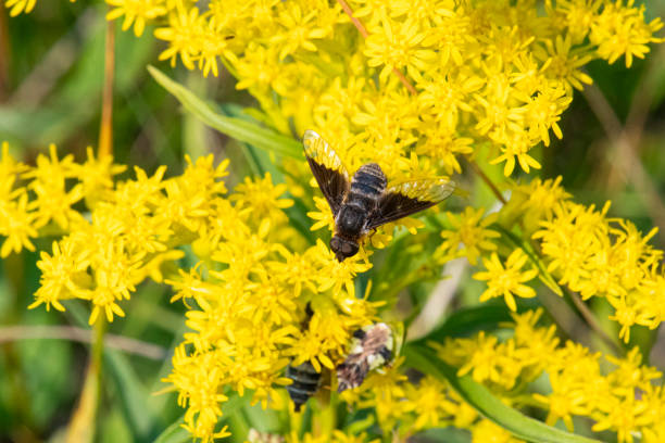 istock Bombyliidae (bee fly) goldenrod 2193477575