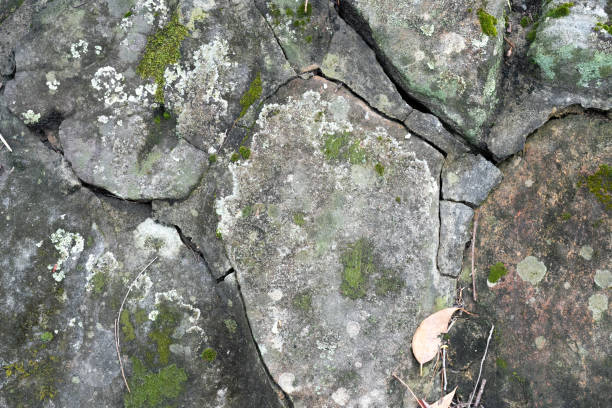 istock A rugged sandstone wall featuring moss, lichen, and visible concrete seams, showcasing a vibrant interplay of nature and structure 2193477682