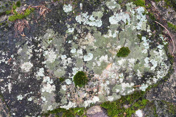 A textured sandstone wall, its rugged stones interspersed with concrete seams and adorned with vibrant moss and lichen. The earthy tones of the sandstone blend harmoniously with the greens of the moss and lichen, creating a visually striking and natural aesthetic