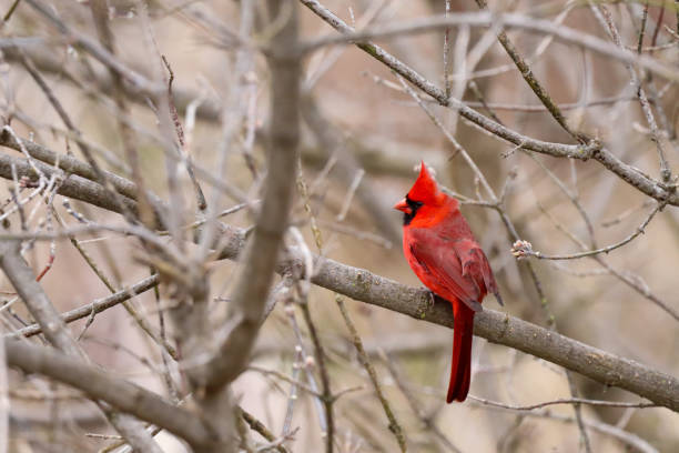 Make Northern Cardinal perching on a tree. So vibrant red plumage, with its long tail, red thick beak and pretty cool mood mohawk