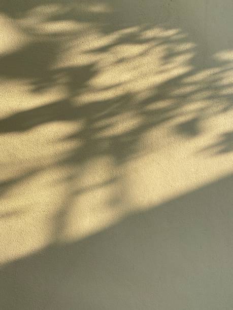 istock Shadow , background,light, wall, texture, overlay, plant, nature, backdrop, abstract, sunlight 2193481515
