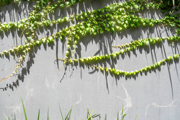 There are leaves by the wall.
