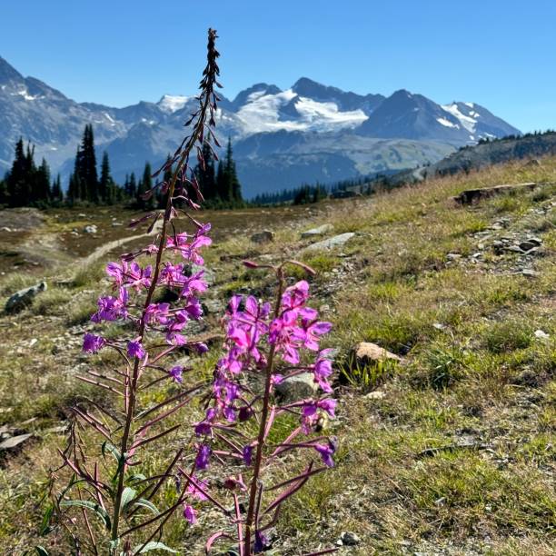istock Lupine on Blackcomb Mountain 2193482953
