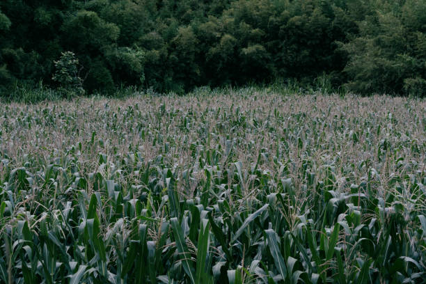 Corn plantation and native forest in the background. Valença, Rio de Janeiro State, Brazil.