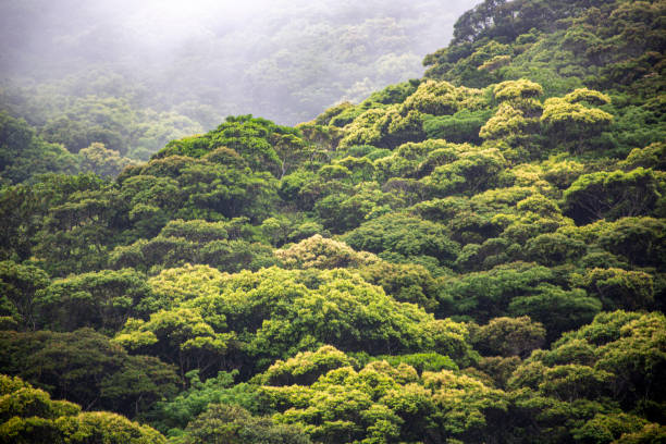 istock The creative nature of Amami Oshima 2193484731