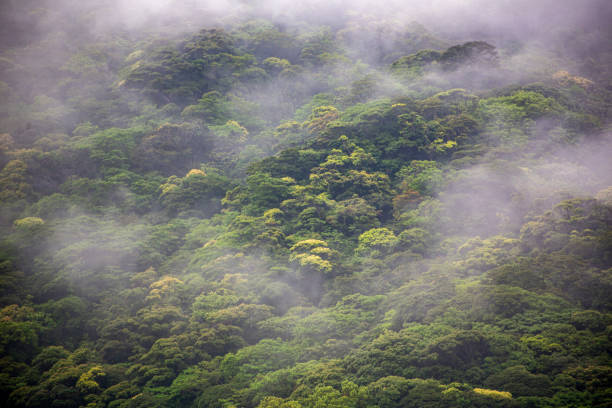 The creative nature of Amami Oshima