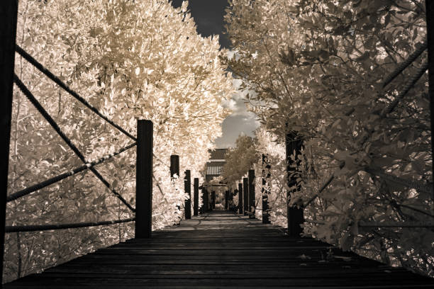 The image shows a long wooden pathway or dock extending into a landscape, bordered by trees or foliage. The path is made of wooden planks and supported by posts. The foliage appears bright and light-colored, creating a contrast with the darker wooden structure. The sky is partially visible, suggesting a cloudy or overcast day.