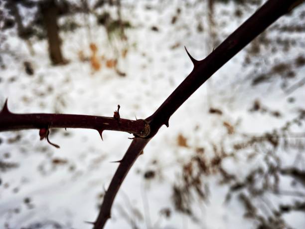 Holly in Winter