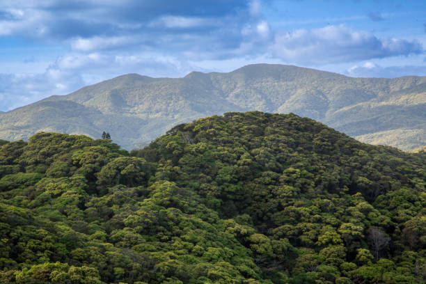 istock Creative greenery of the mountains of Amami Oshima 2193489100