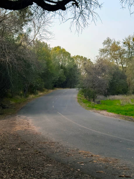 istock Winding Road Through Oak Trees in a Tranquil Landscape 2193489173