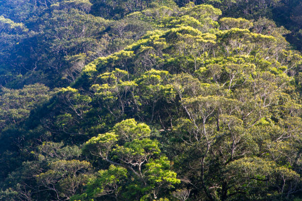 istock Creative greenery of the mountains of Amami Oshima 2193489253