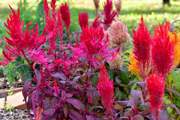 istock Celosia argentea / Cockscomb Flower: Warm Weather Annual with Dense Feathery Plumes 2193490292