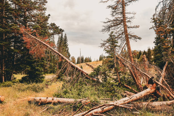 A serene mountain clearing on Lone Peak Mountain, Utah, featuring fallen trees among vibrant green grass and dense forest. A testament to the rugged beauty and cycles of nature in alpine landscapes.