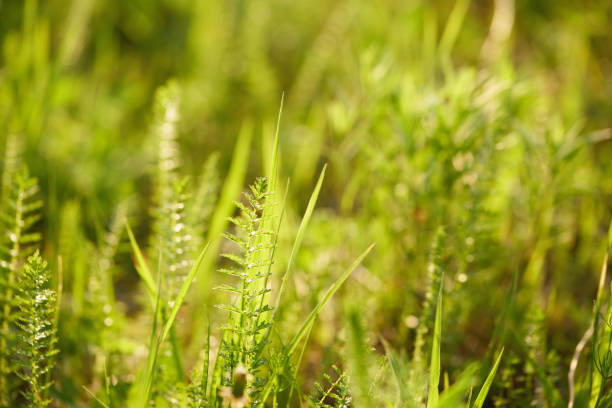 Detailed view of fresh green grass illuminated by sunlight, showcasing the natural beauty of wild vegetation