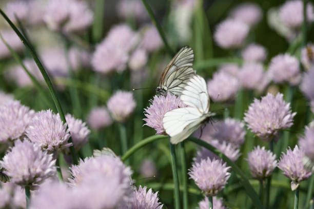 White butterflies perched on delicate pink chive flowers in a lush garden, surrounded by soft green stems and a bokeh background