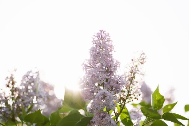 A natural panoramic backdrop featuring a close-up of lilac blooms, with sunlight streaming through the delicate spring flowers