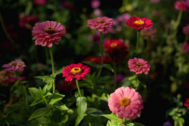 A close-up view of bright red and pink zinnia flowers blooming in a lush garden, illuminated by soft natural light.