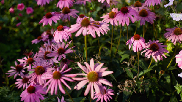 istock A lush display of purple coneflowers with their distinct brown centers, surrounded by greenery and other pink blooms in a lively garden. 2193492152