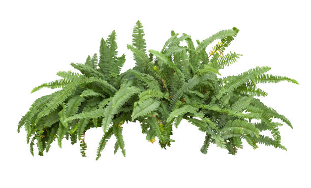 istock Tropical plant fern bush shrub tree isolated on white background with clipping path. 2193493508