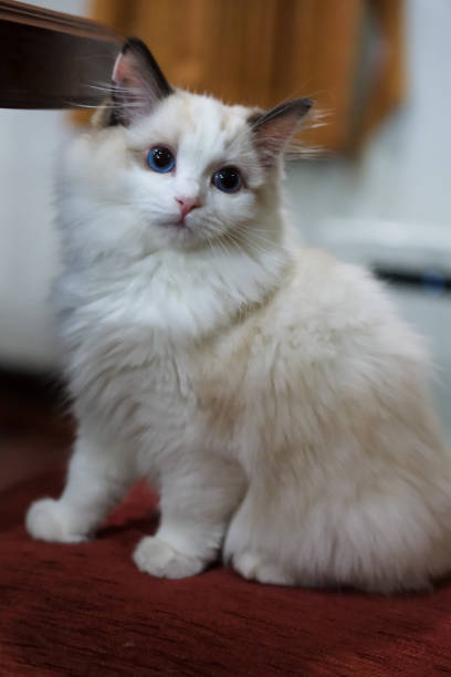 istock Cute, small Ragdoll cat. 3 months old 2193494246