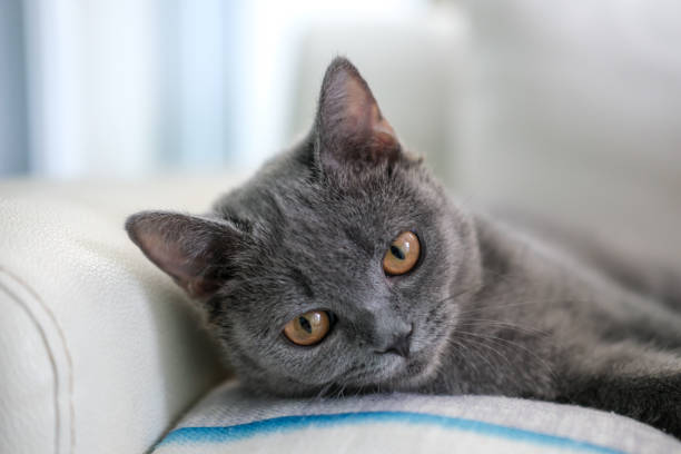 A charming picture of a British or Russian blue shorthair gray cat. The cat's yellow eyes create a striking contrast with its gray fur.