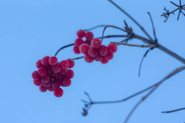 viburnum branches with ripe red berries in winter closeup