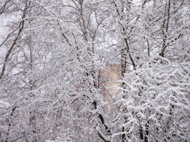 landscape with plants under snow after snowfall in spring