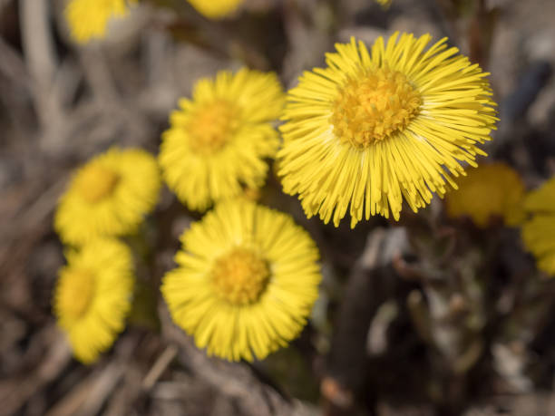 istock blooming coltsfoot flowers closeup 2193494723
