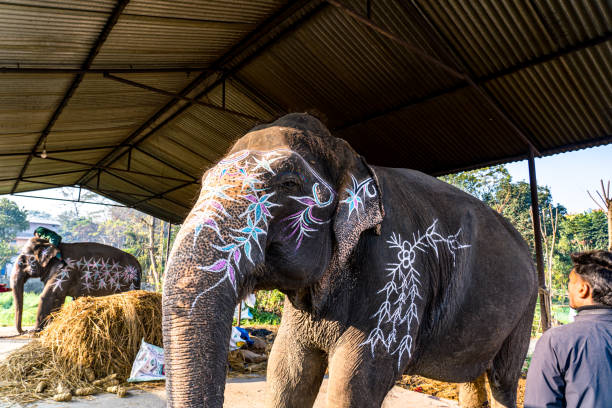 Woman touching a decorated elephant.
