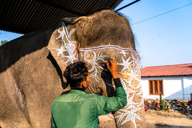 painted indian elephant for tourists ride in amber fort