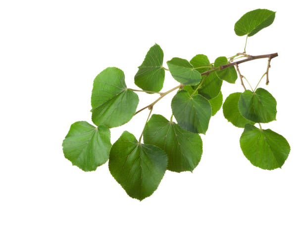 istock Linden branch with fresh green leaves isolated on white background. 2193495030