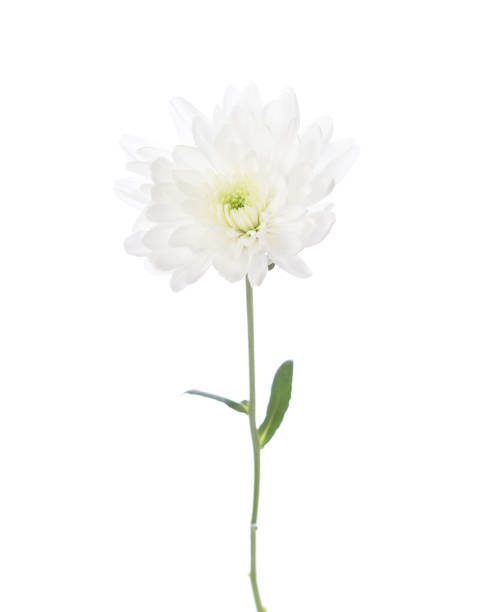 istock Small white Chrysanthemum isolated on white background. 2193495208