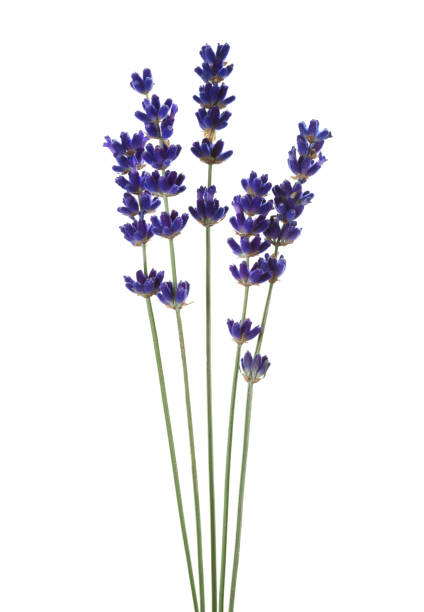 istock Five sprigs of Lavender isolated on white background. 2193495529