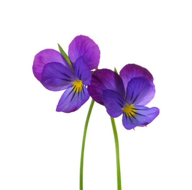 istock Two  flowers of Viola tricolor (Johnny Jump up) isolated on white background.. Selective focus 2193495809