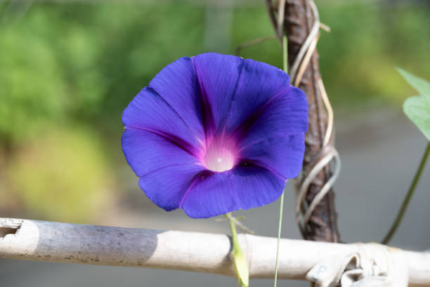 Flowers blooming in the summer