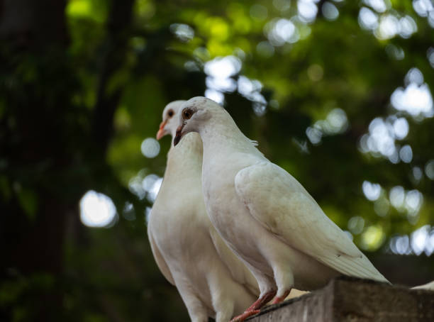 Pigeons are gentle, plump, small-billed birds with a skin saddle (cere) between the bill and forehead. All pigeons strut about with a characteristic bobbing of the head. Because of their long wings and powerful flight muscles, they are strong, swift fliers.