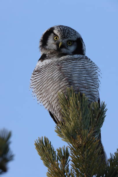 istock northern hawk-owl or northern hawk owl (Surnia ulula) Norway 2193502533