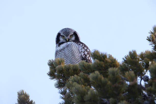 istock northern hawk-owl or northern hawk owl (Surnia ulula) Norway 2193502536