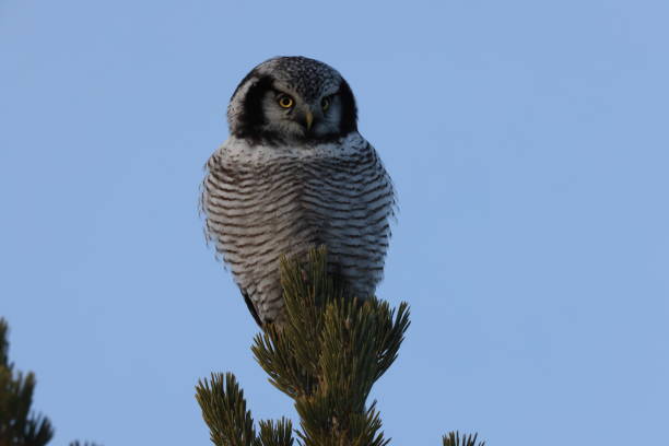 istock northern hawk-owl or northern hawk owl (Surnia ulula) Norway 2193502553