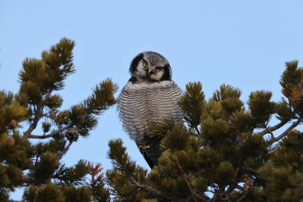 istock northern hawk-owl or northern hawk owl (Surnia ulula) Norway 2193502561