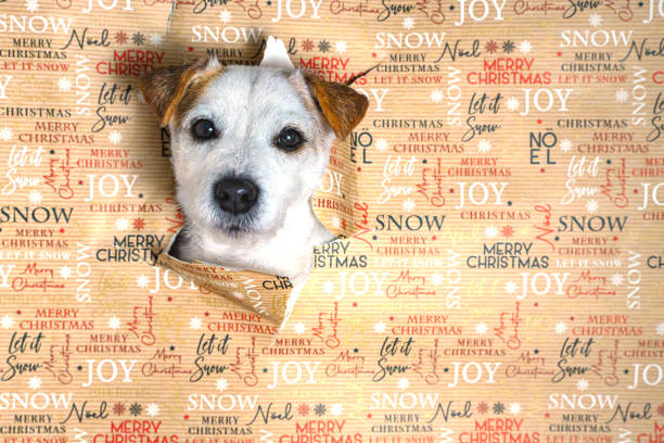 The head of a brown and white Jack Russell Terrier pokes through a torn hole in the Christmas wrapping paper, horizontally