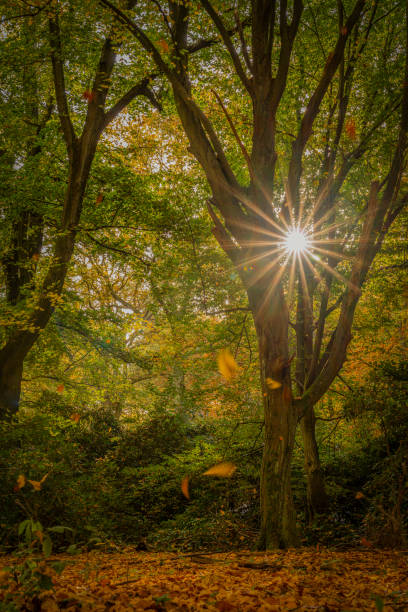 istock trees in the park in autumn 2193504421