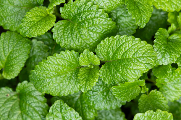 istock Peppermint leaf texture close up, pattern of green mint leaves, top view. Freshness organic background. 2193505109
