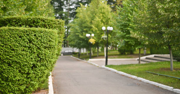 istock pruned bushes along the footpath. 2193505224