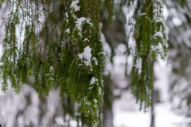 Snow-covered branches of a fir tree in a winter forest