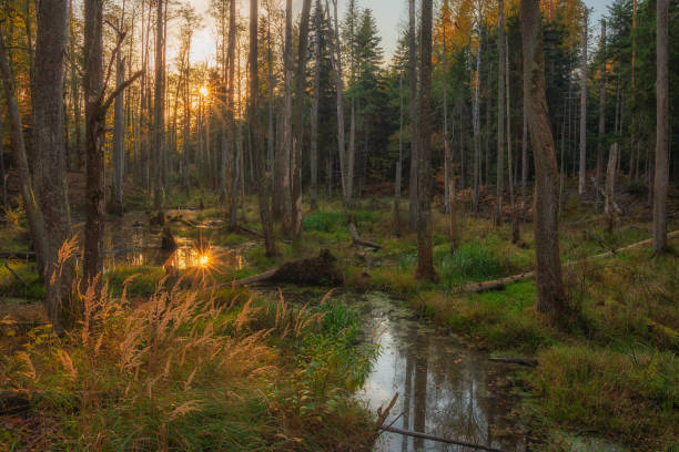 istock A scenic sunset in a forest with fallen trees and beaver marks 2193505786