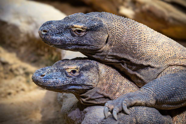 istock Close-Up Portrait of Two Komodo Dragons 2193506652
