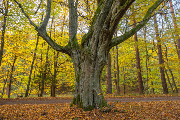 istock Huge tree with twisted branches stands alone in the autumnal forest 2193506882