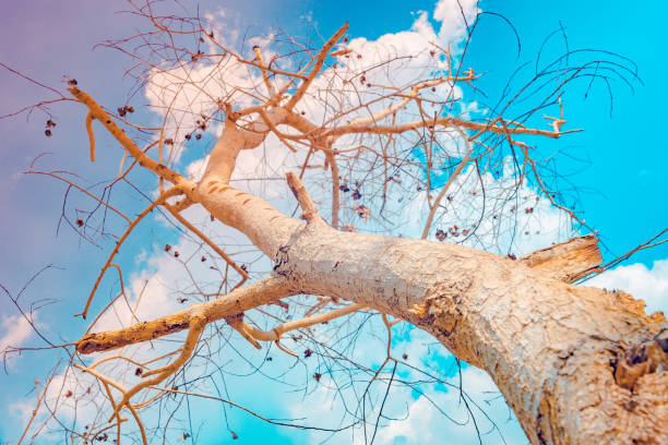 The image shows a barren tree viewed from a low angle, emphasizing its trunk and branches reaching toward the sky. The tree has a light-colored bark and appears dry, with few leaves or fruits. The background features a bright, blue sky dotted with fluffy white clouds, creating a contrast between the lifeless tree and the vibrant