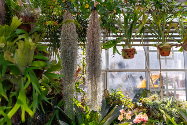 istock Tranquil garden scene with tillandsia 2193507423